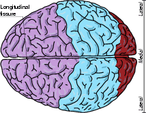 \includegraphics[width=0.32\textwidth]{images/brain_structural_horizontal.eps}