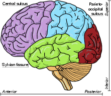 \includegraphics[width=0.33\textwidth]{images/brain_structural_sagittal.eps}