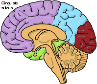 \includegraphics[width=0.29\textwidth]{images/brain_structural_midsagittal.eps}